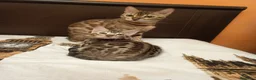 Bengala gatti in vendita: la meraviglia di Selected Breed 🥰 - Annuncio 2