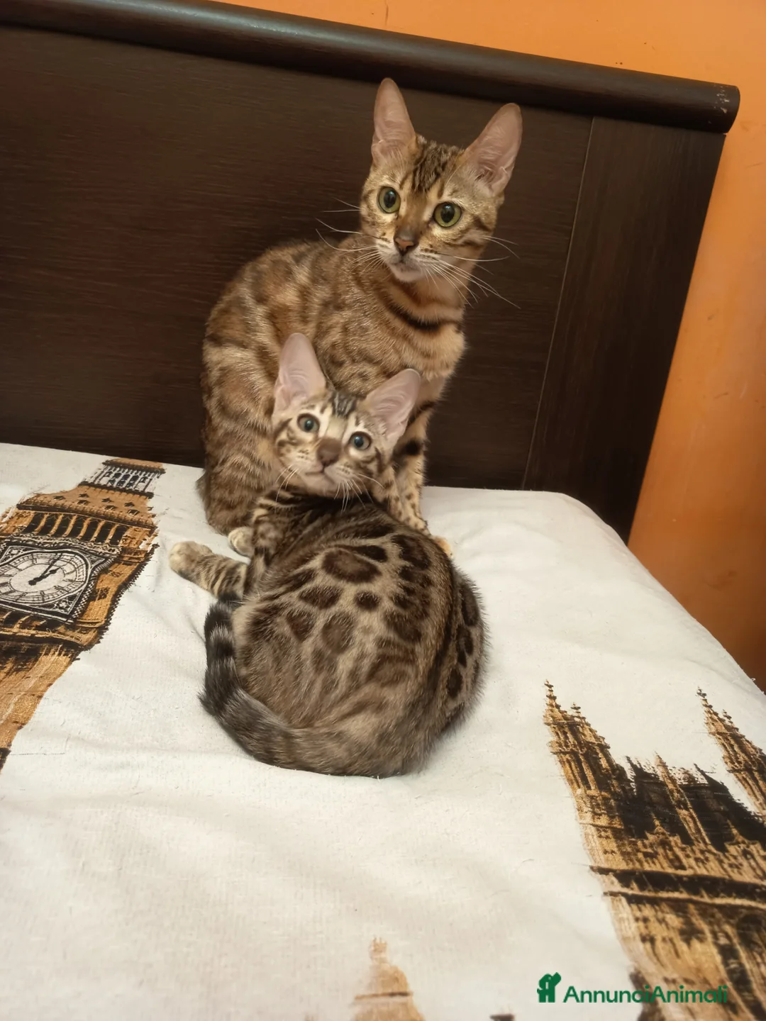 Bengala gatti in vendita: la meraviglia di Selected Breed 🥰 - Annuncio 2