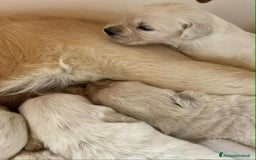 Golden Retriever cani in vendita: Cuccioli di golden retriever - Immagine 6