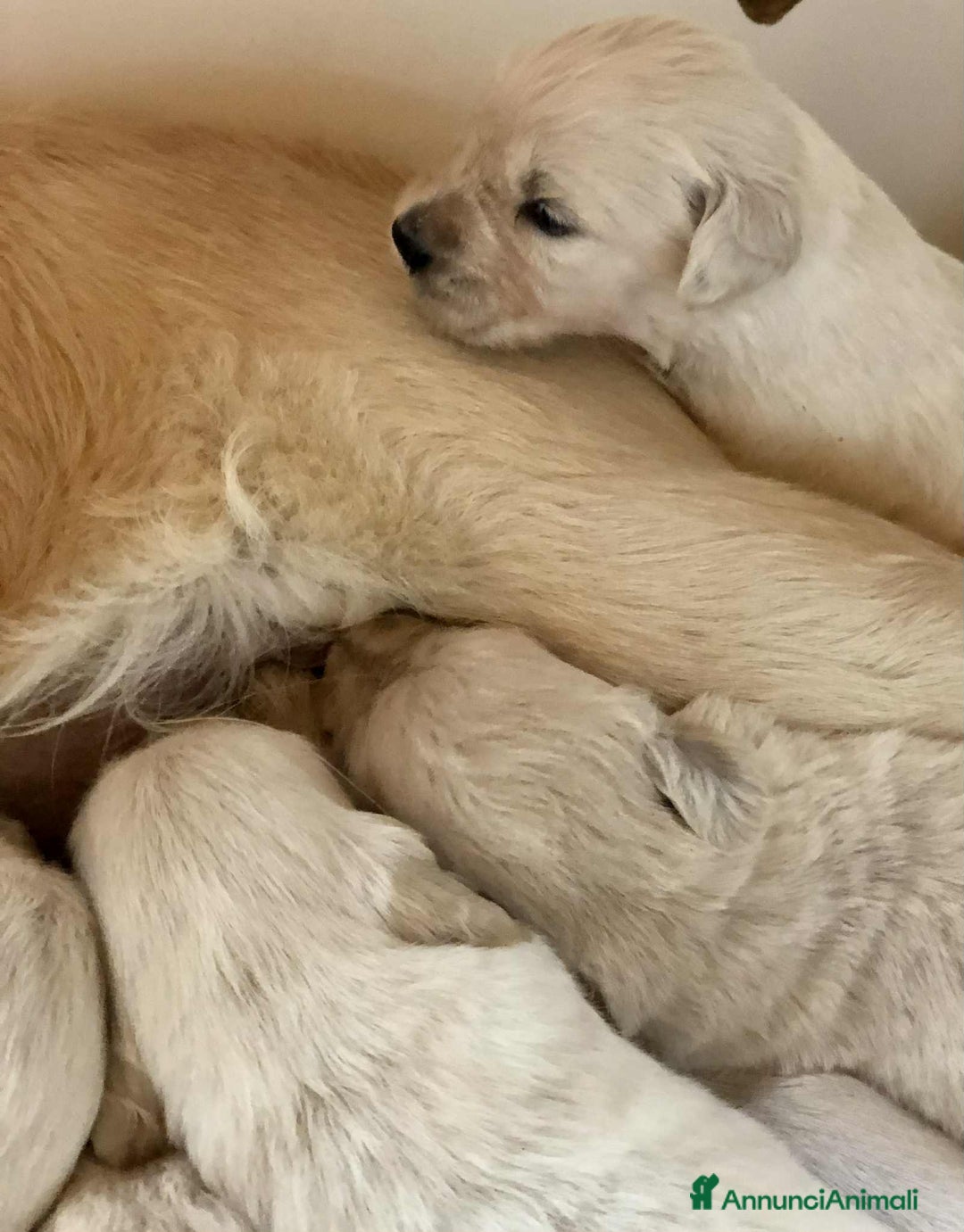 Golden Retriever cani in vendita: Cuccioli di golden retriever - Immagine 6
