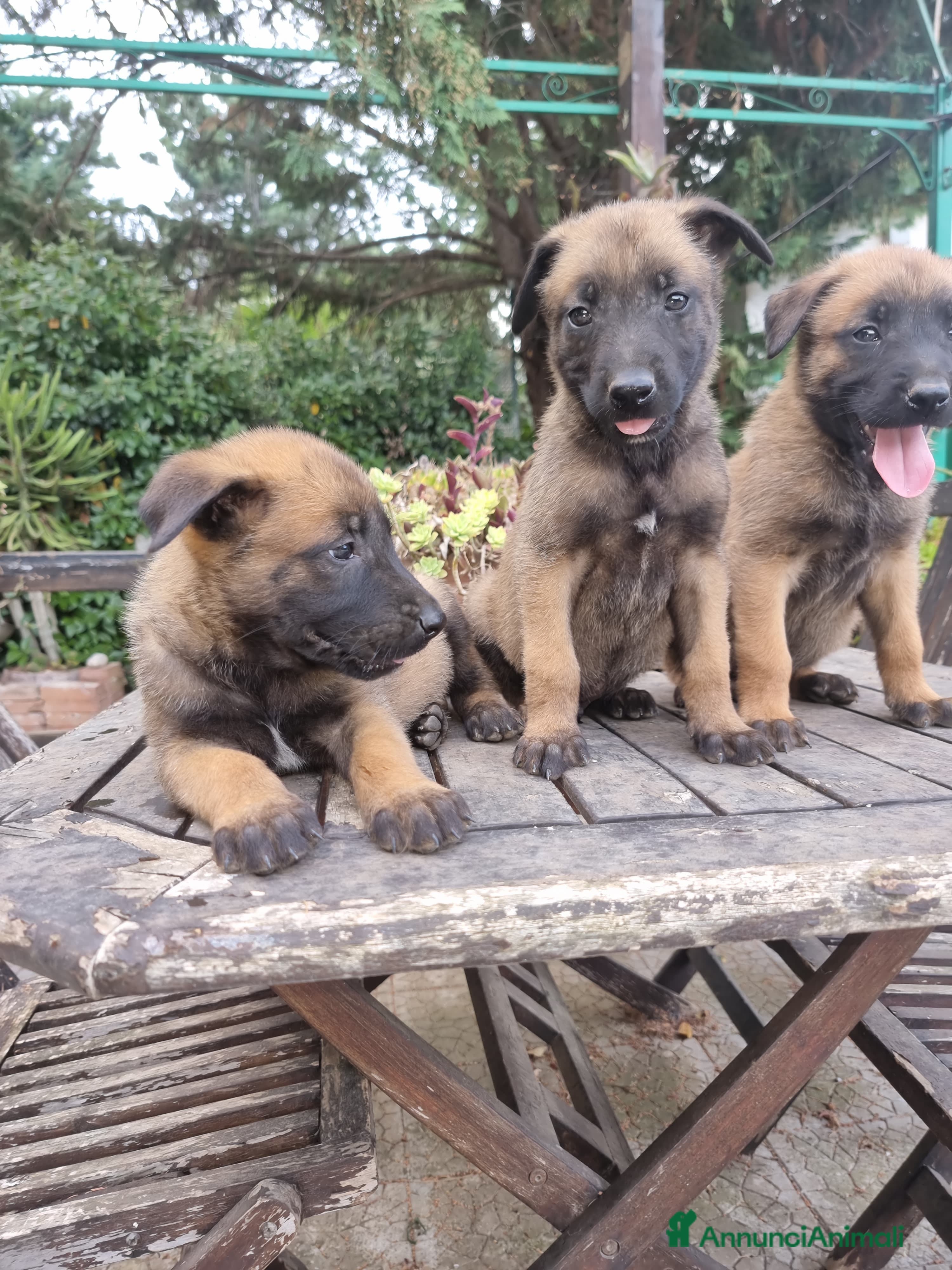 Pastore Belga cani Pastore Belga Malinois Bari Lecce Taranto Foggia a Città Metropolitana di Bari - Annuncio 5
