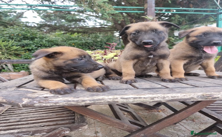 Pastore Belga cani a Città Metropolitana di Bari - Annuncio 10