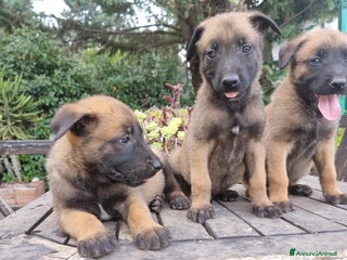 Pastore Belga cani Pastore Belga Malinois Bari Lecce Taranto Foggia a Città Metropolitana di Bari - Annuncio 6