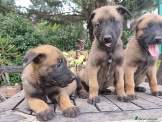 Pastore Belga cani Pastore Belga Malinois Bari Lecce Taranto Foggia a Città Metropolitana di Bari - Annuncio 13