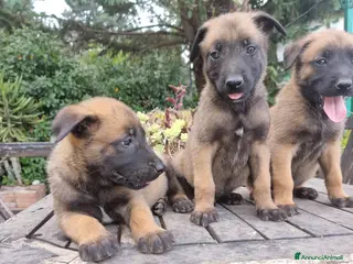 Pastore Belga cani Pastore Belga Malinois Bari Lecce Taranto Foggia a Città Metropolitana di Bari - Annuncio 28