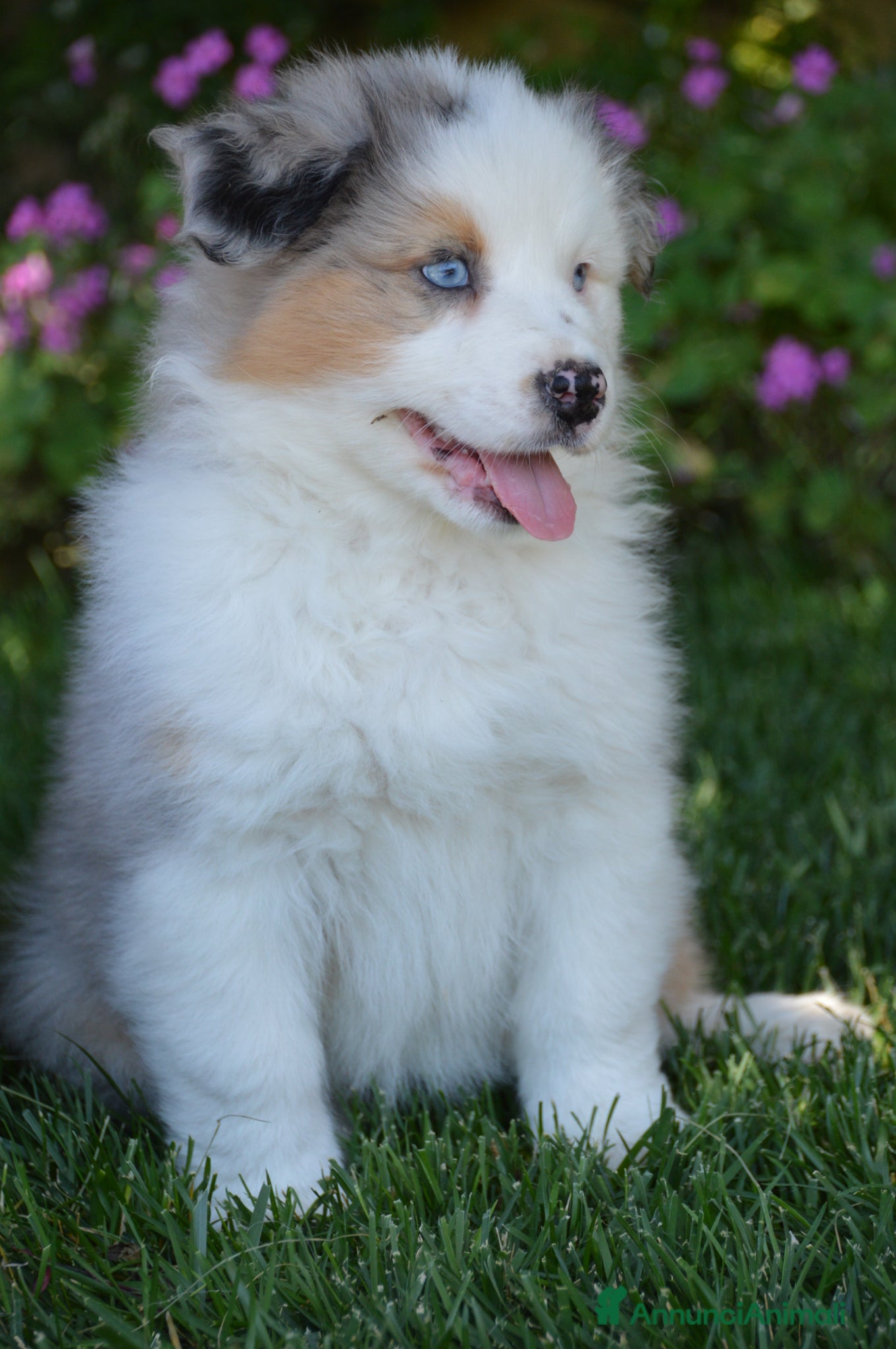 Australian Shepherd cani Cucciole Australian Shepherd - Annuncio 12