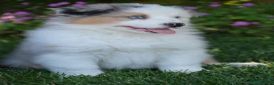 Australian Shepherd Cucciolo 1