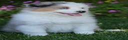 Australian Shepherd cani in vendita: Cucciole Australian Shepherd - Annuncio 1