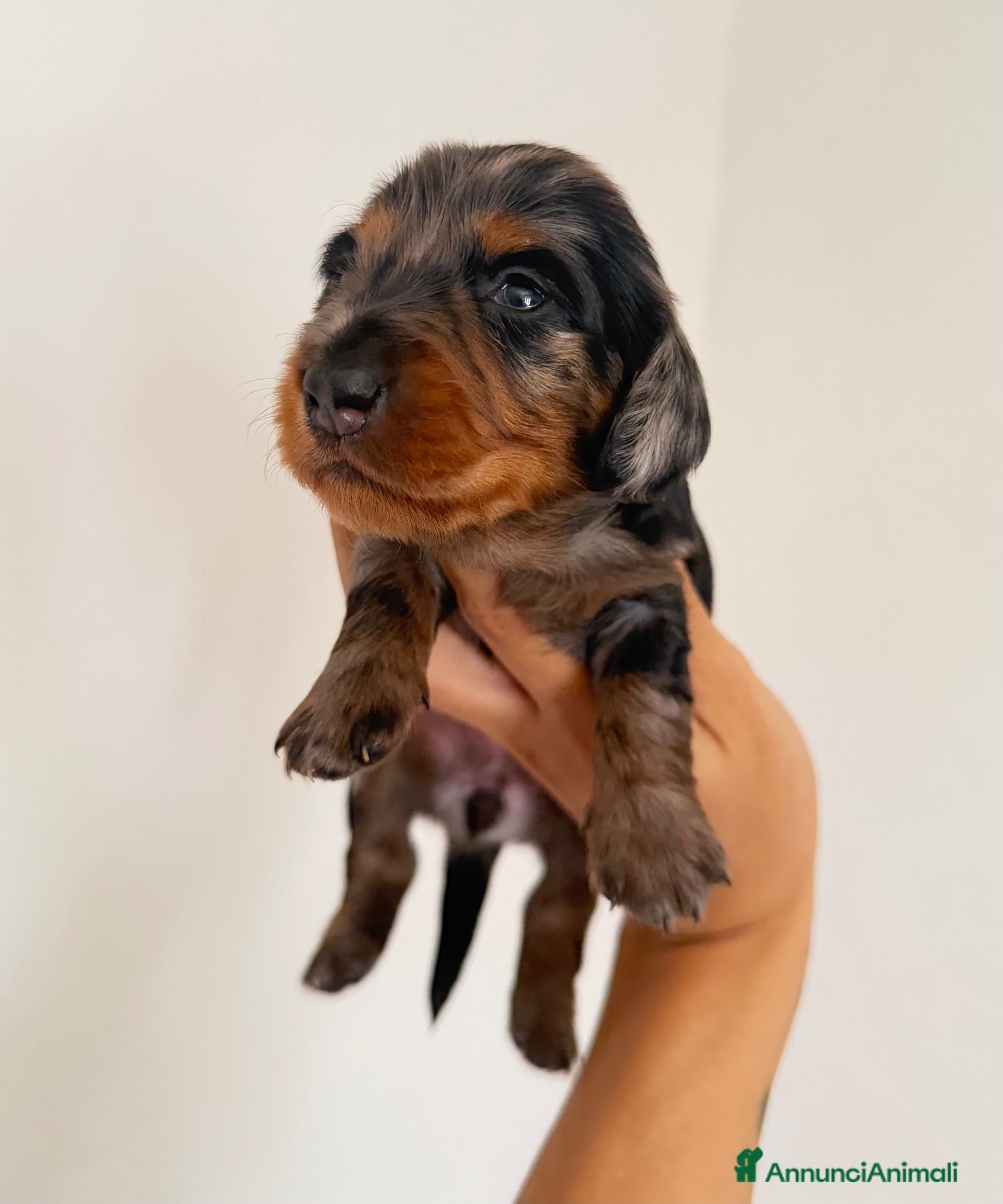 Bassotto cani Bassotti a pelo lungo  - Annuncio 3