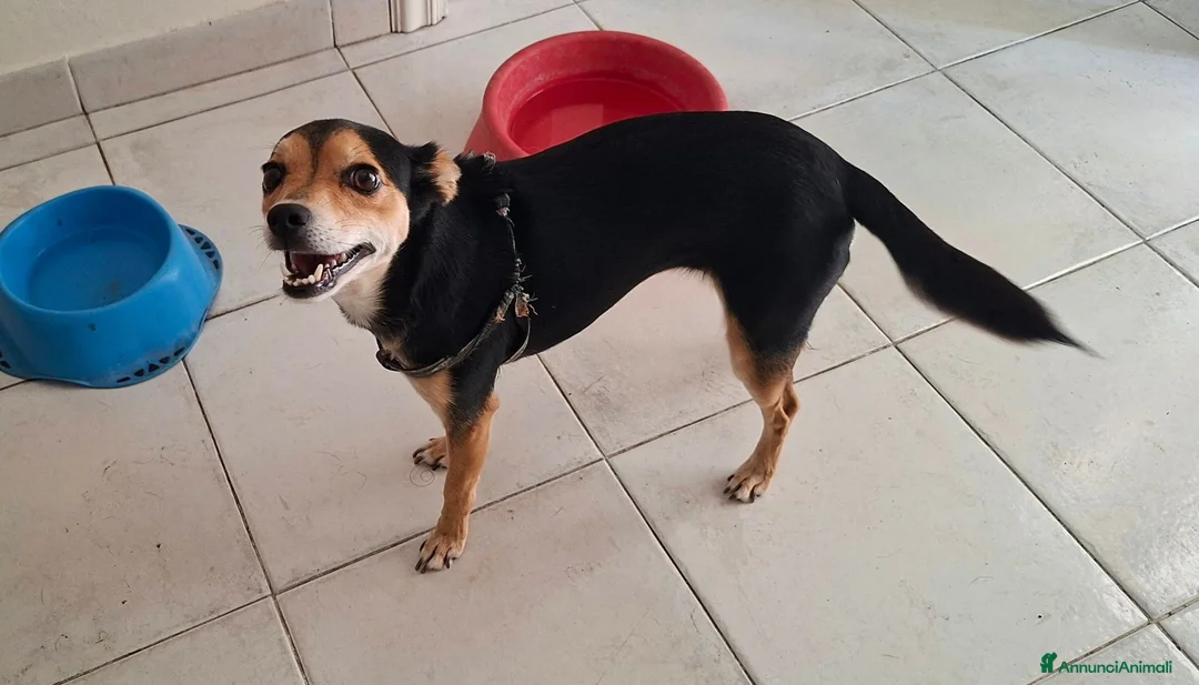 Meticcio cani in regalo:  persone amanti animali  - Annuncio 1