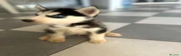 Husky cani in vendita: Husky - Annuncio 4