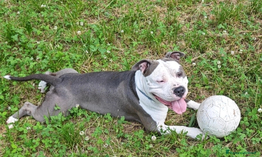 Pitbull cani per accoppiamento: Monta - Annuncio 24