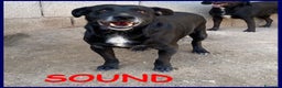Meticcio cani in regalo: SOUND festoso e buono sui 10kg - Annuncio 1