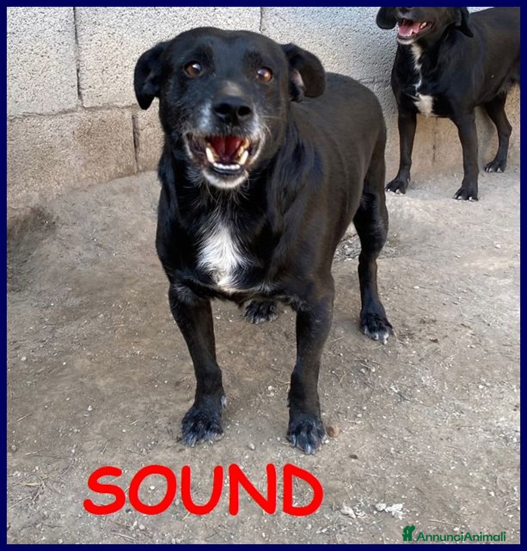 Meticcio cani in regalo: SOUND festoso e buono sui 10kg - Annuncio 1