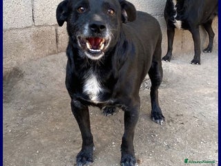 Meticcio cani SOUND festoso e buono sui 10kg - Annuncio 1