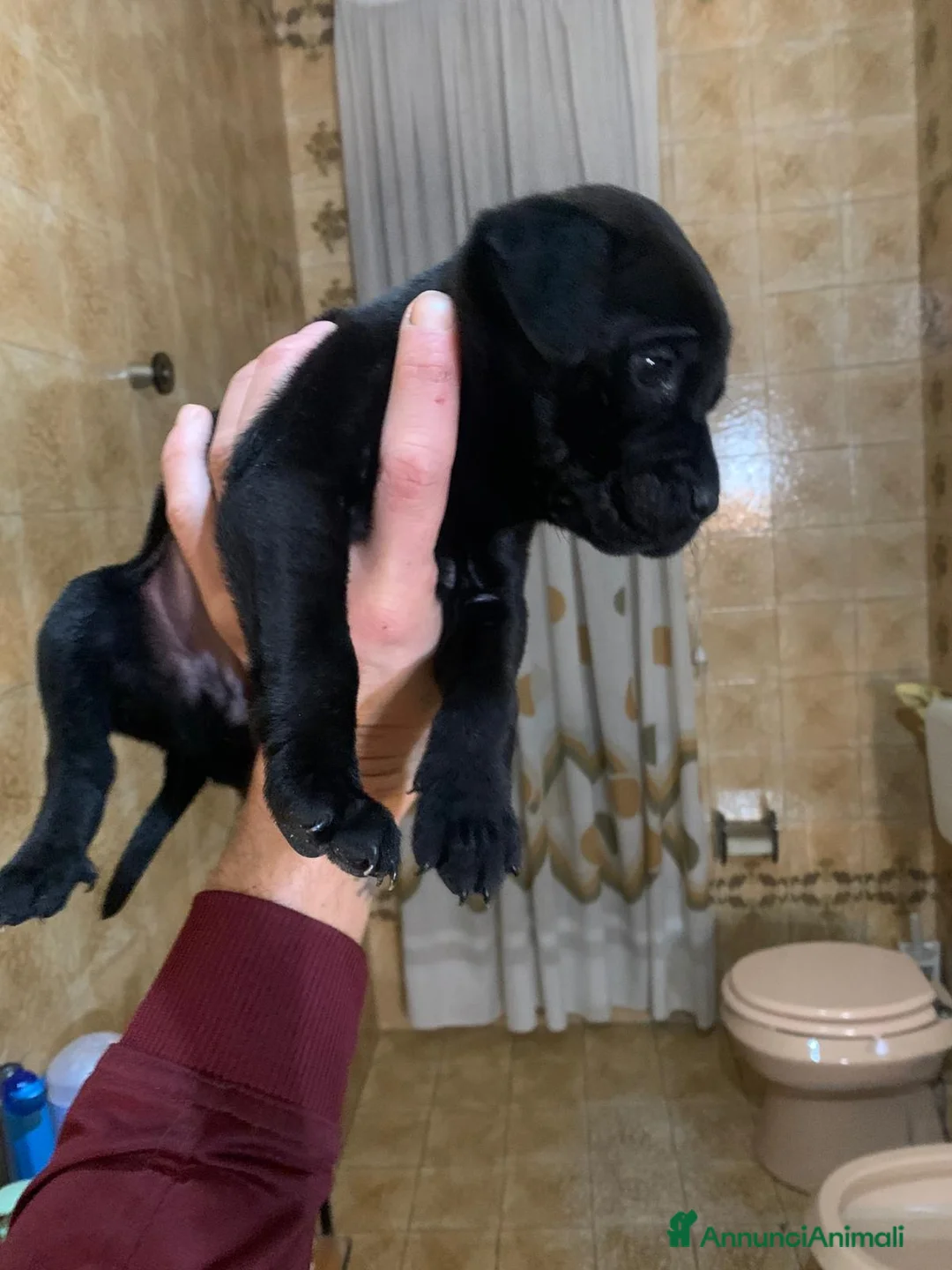 Cane Corso cani in vendita: Cane corso - Annuncio 3