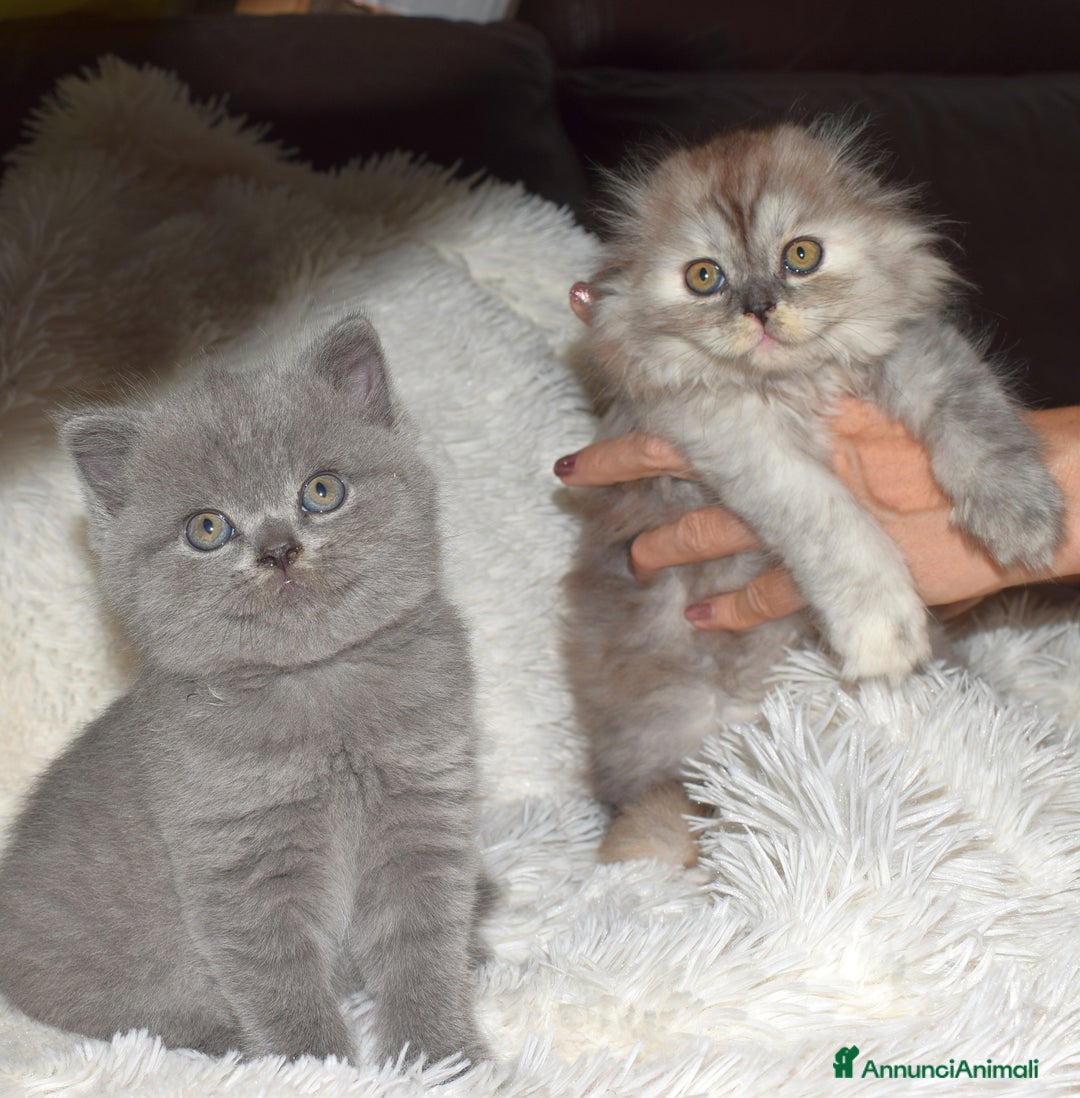 Scottish gatti in vendita: Scottish fold e straight - Annuncio 16