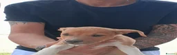 Meticcio cani in vendita: Cuccioli incrocio Amstaff  - Annuncio 8