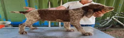 Spinone cani in vendita: Spinone Italiano con pedigree - Annuncio 2