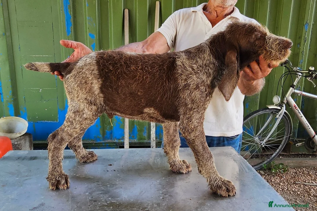 Spinone cani in vendita: Spinone Italiano con pedigree - Annuncio 2