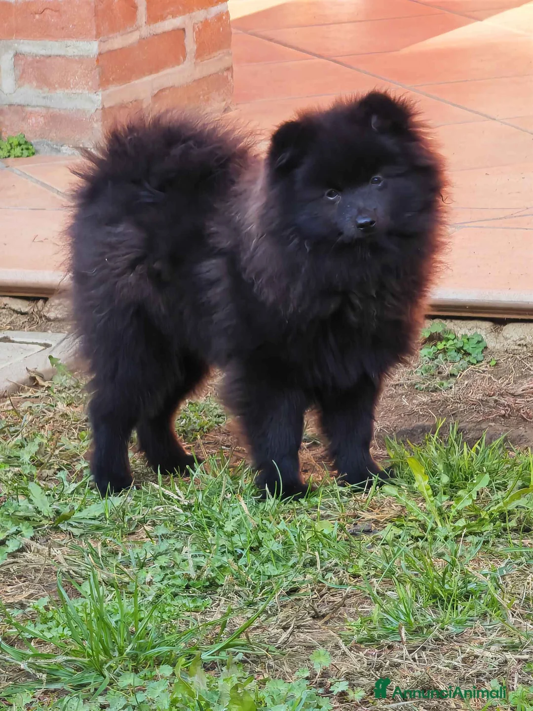 Spitz cani in vendita: Cucciolo spitz tedesco piccolo ( kleinspitz ) - Annuncio 5
