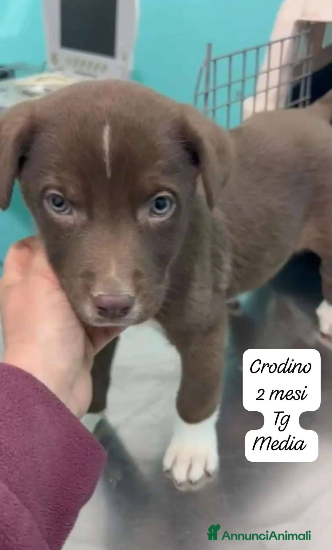 Meticcio cani in regalo: Cuccioli cercano urgentemente adozione - Annuncio 1