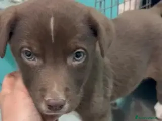 Meticcio cani Cuccioli cercano urgentemente adozione - Annuncio 23