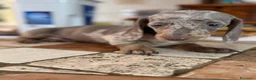 Bassotto cani in vendita: Cucciolo di Bassotto - Annuncio 4