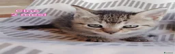 Altre razze gatti in regalo: MICINI, URGENTE: TEMPO SCADUTO  a Provincia di Arezzo - Annuncio 8
