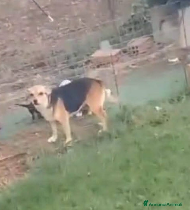 Meticcio cani in regalo: Cuccioli di taglia media piccola  - Annuncio 2