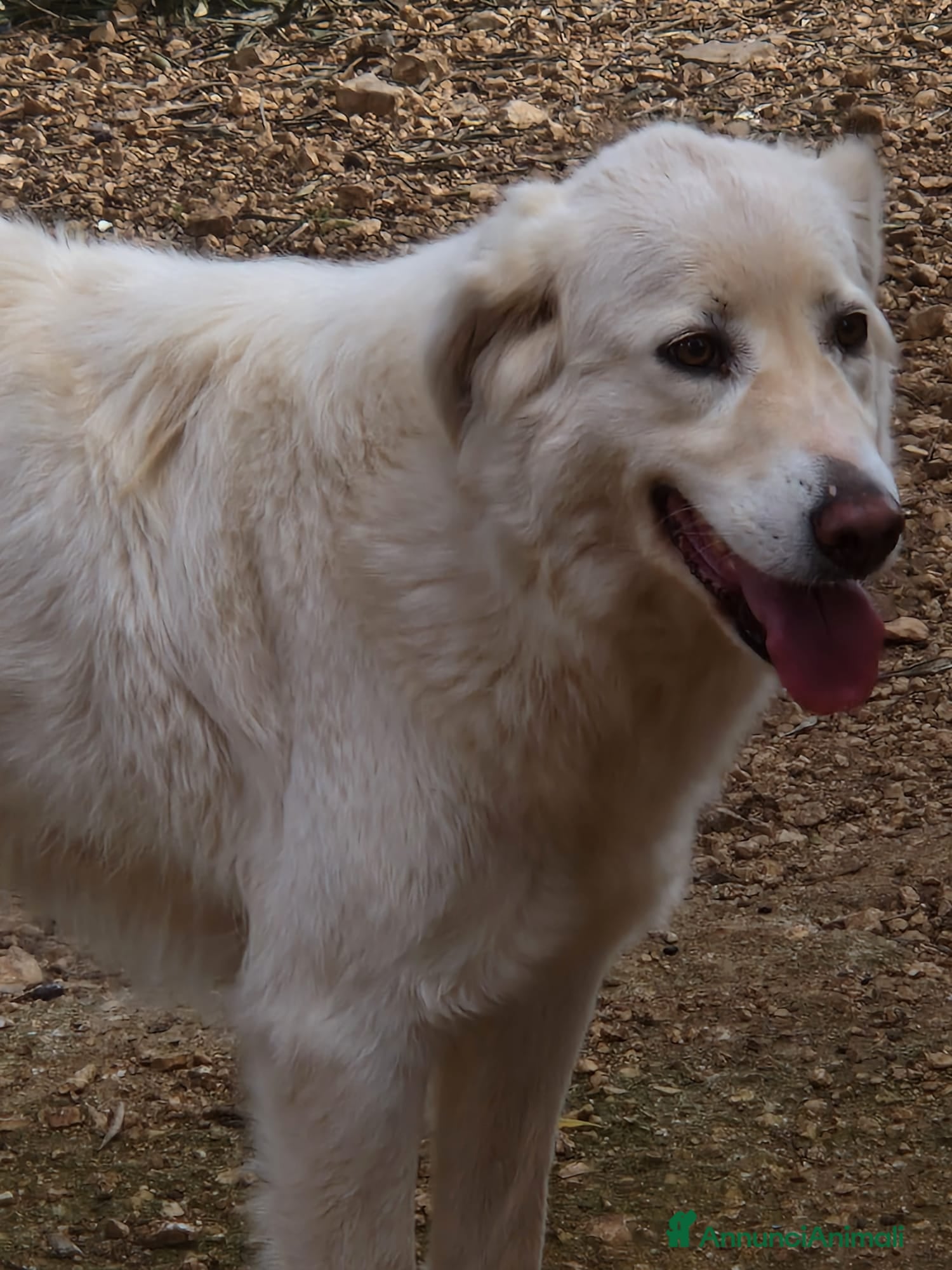 Meticcio cani Tobia e Bijoux meritano una casa - Annuncio 5