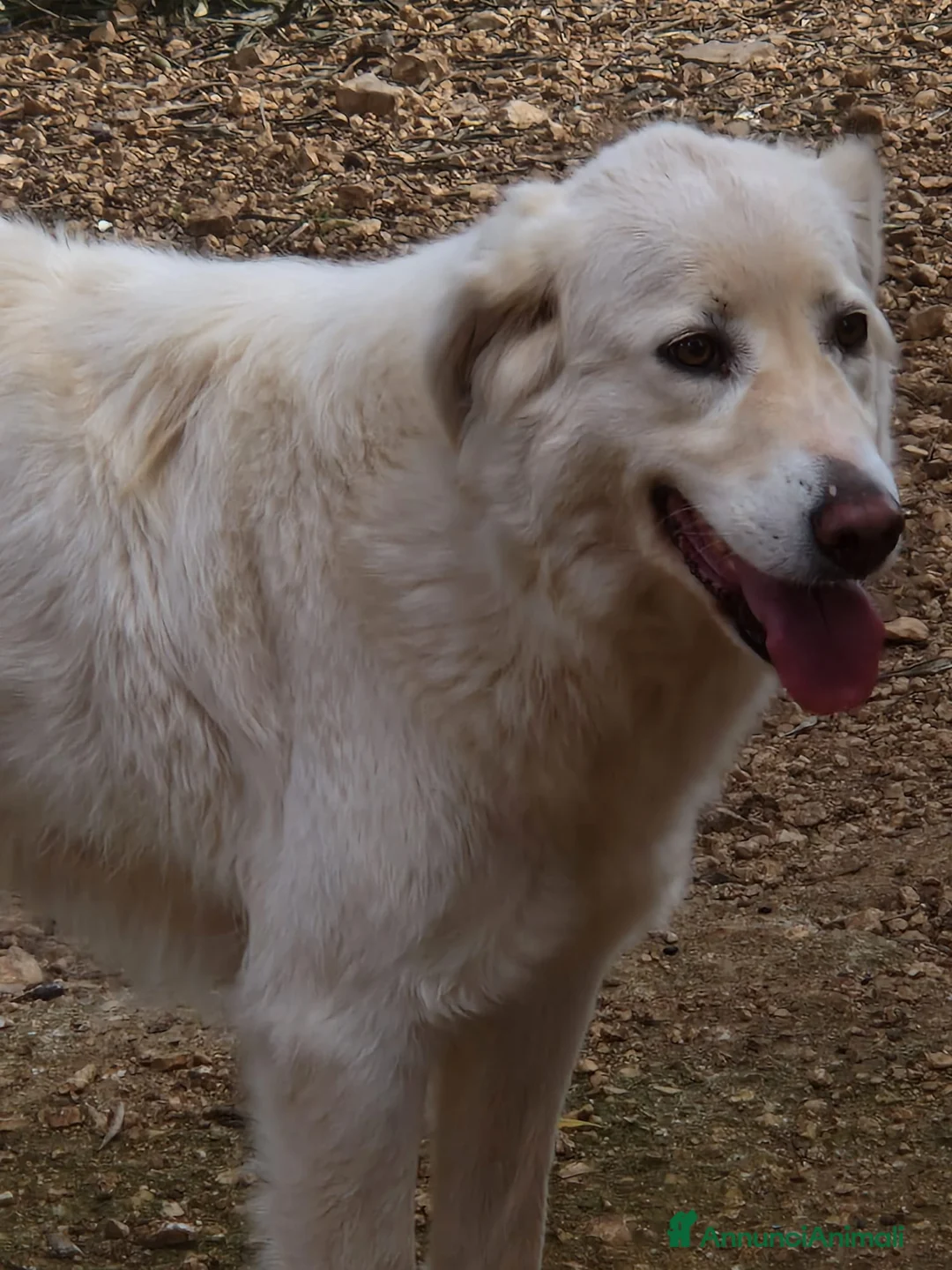 Meticcio cani in regalo: Tobia e Bijoux meritano una casa - Annuncio 1