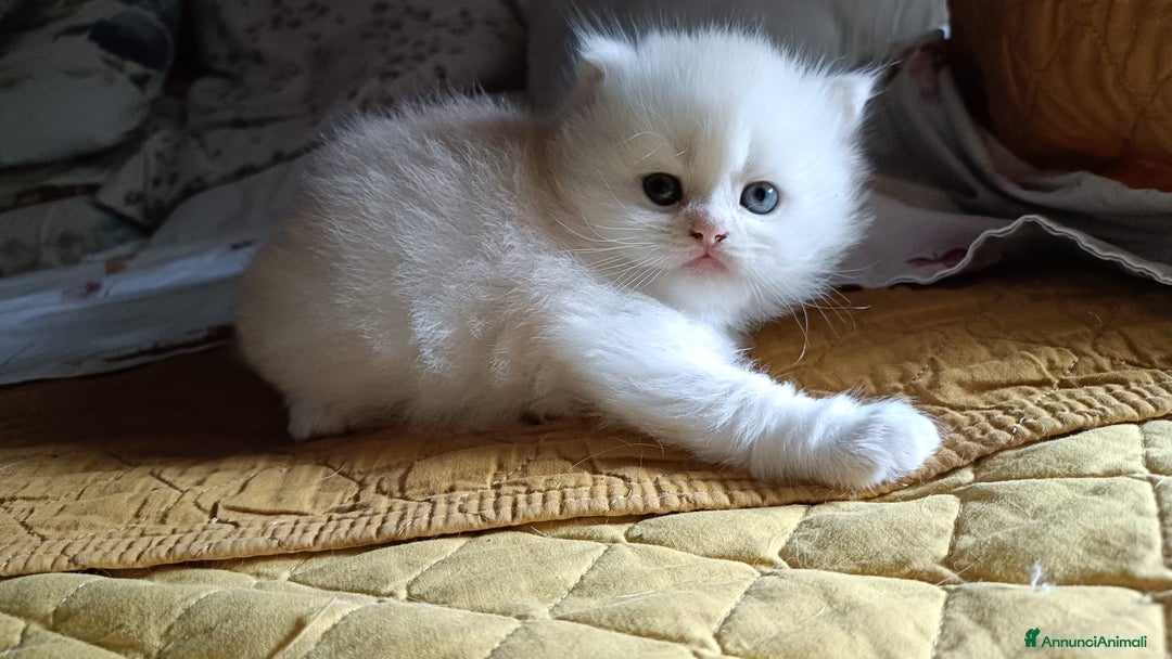 Persiano gatti in vendita: Gattini persiani normotipo Chinchilla  a Provincia di Modena - Immagine 7