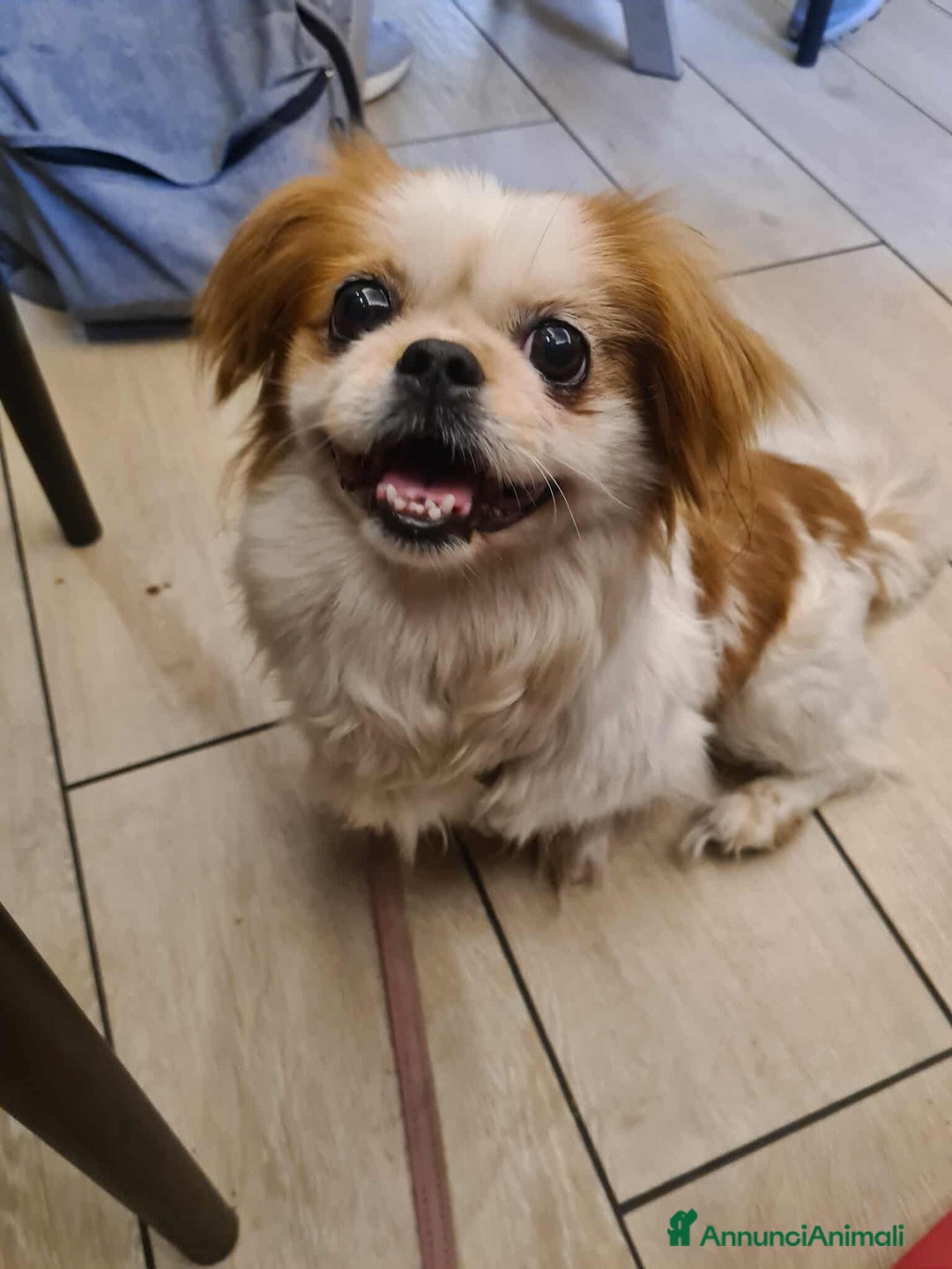 Pechinese cani in regalo: BRAD e ANGELINA, piccoli PECHINESI cercano casa! - Annuncio 8