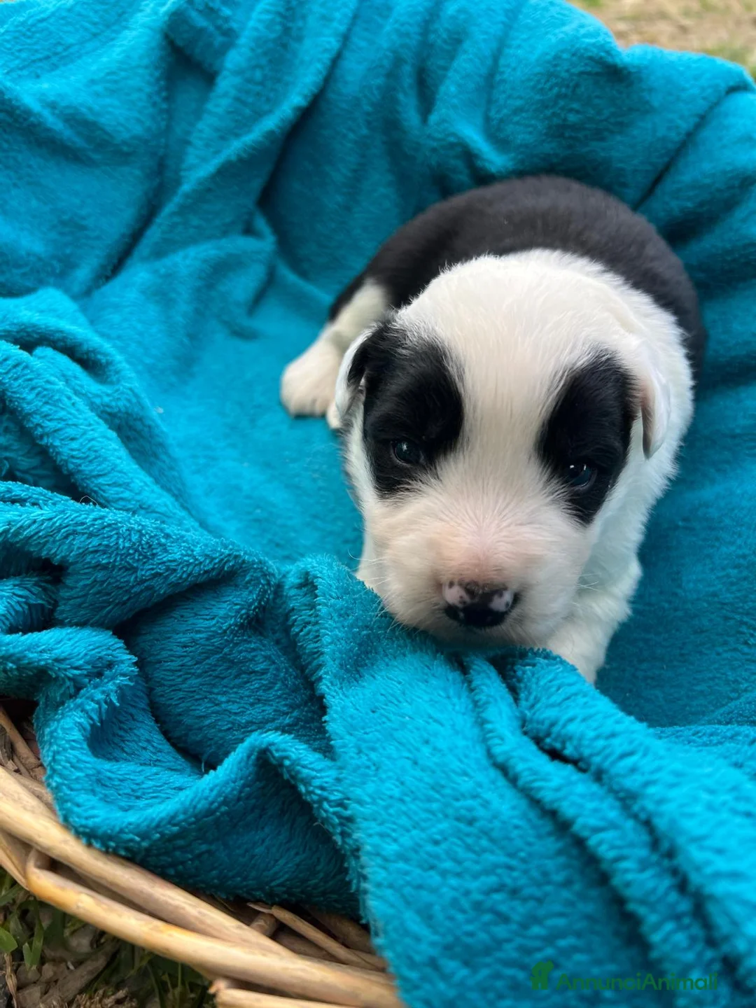 Border Collie cani in vendita: Cuccioli Border della Maschera di Tutankhamon - Annuncio 7