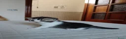 Scottish gatti in vendita: Scottish straight  - Annuncio 10