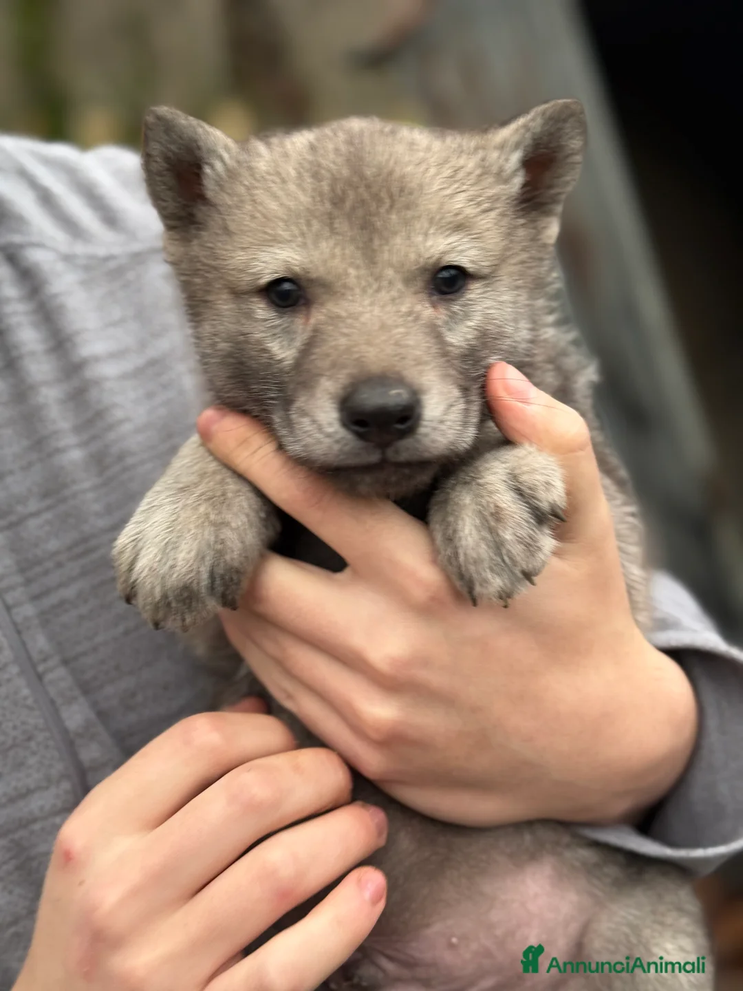 Lupo Cecoslovacco cani in vendita: Cuccioli lupo cecoslovacco  - Annuncio 5