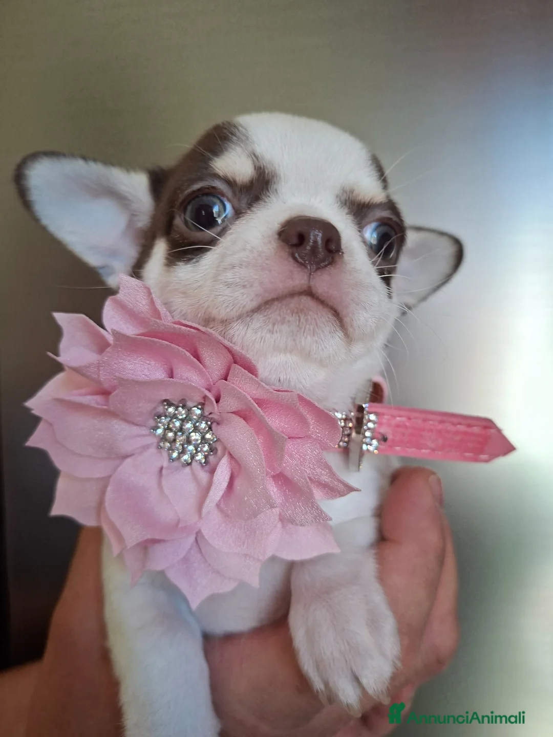 Chihuahua cani in vendita: Femmina chihuahua  - Annuncio 4