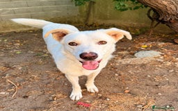 Meticcio cani in regalo: TEDDY DOLCISSIMO CUCCIOLONE a Provincia di Varese - Immagine 1
