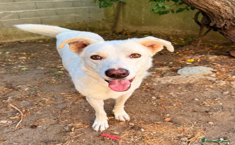 Meticcio cani a Provincia di Varese - Annuncio 9