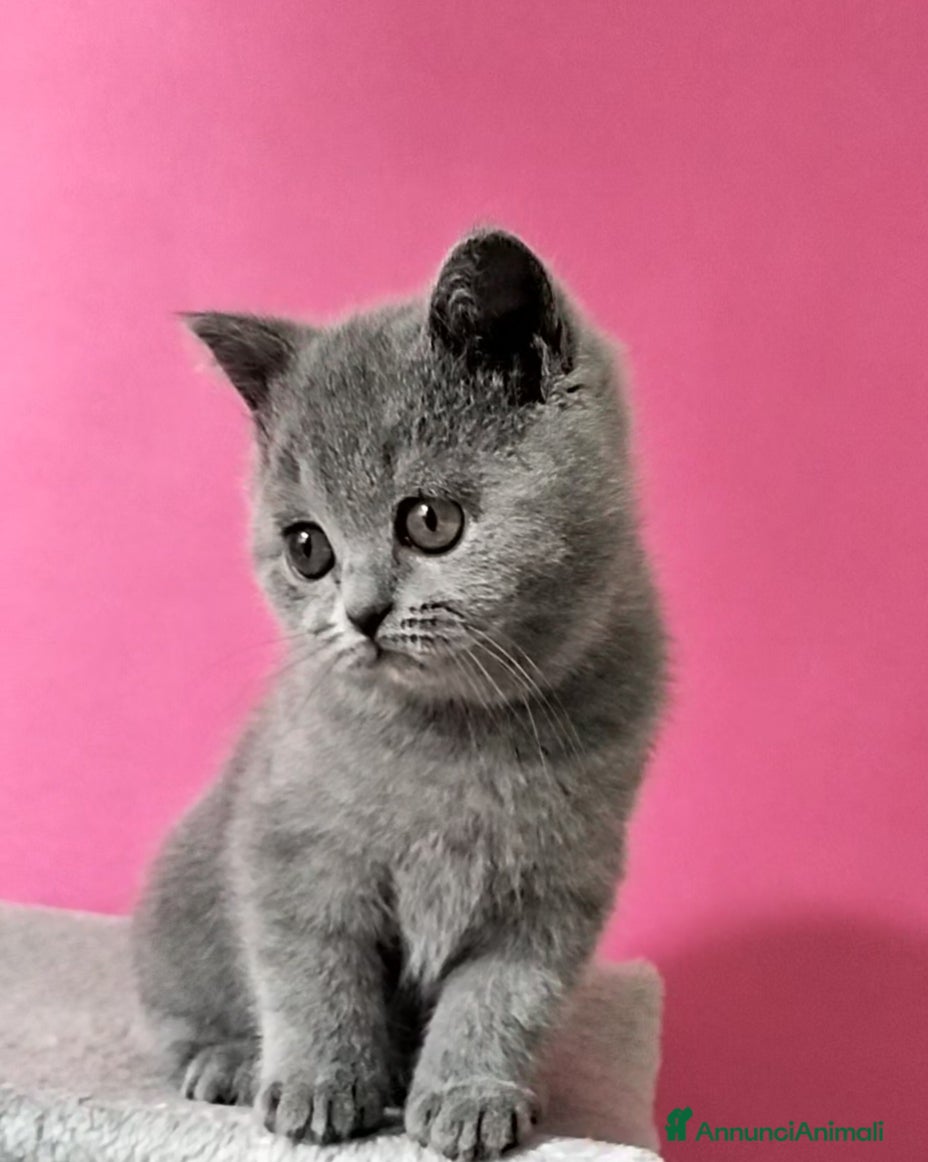 British gatti Cucciola British Shorthair  - Annuncio 5