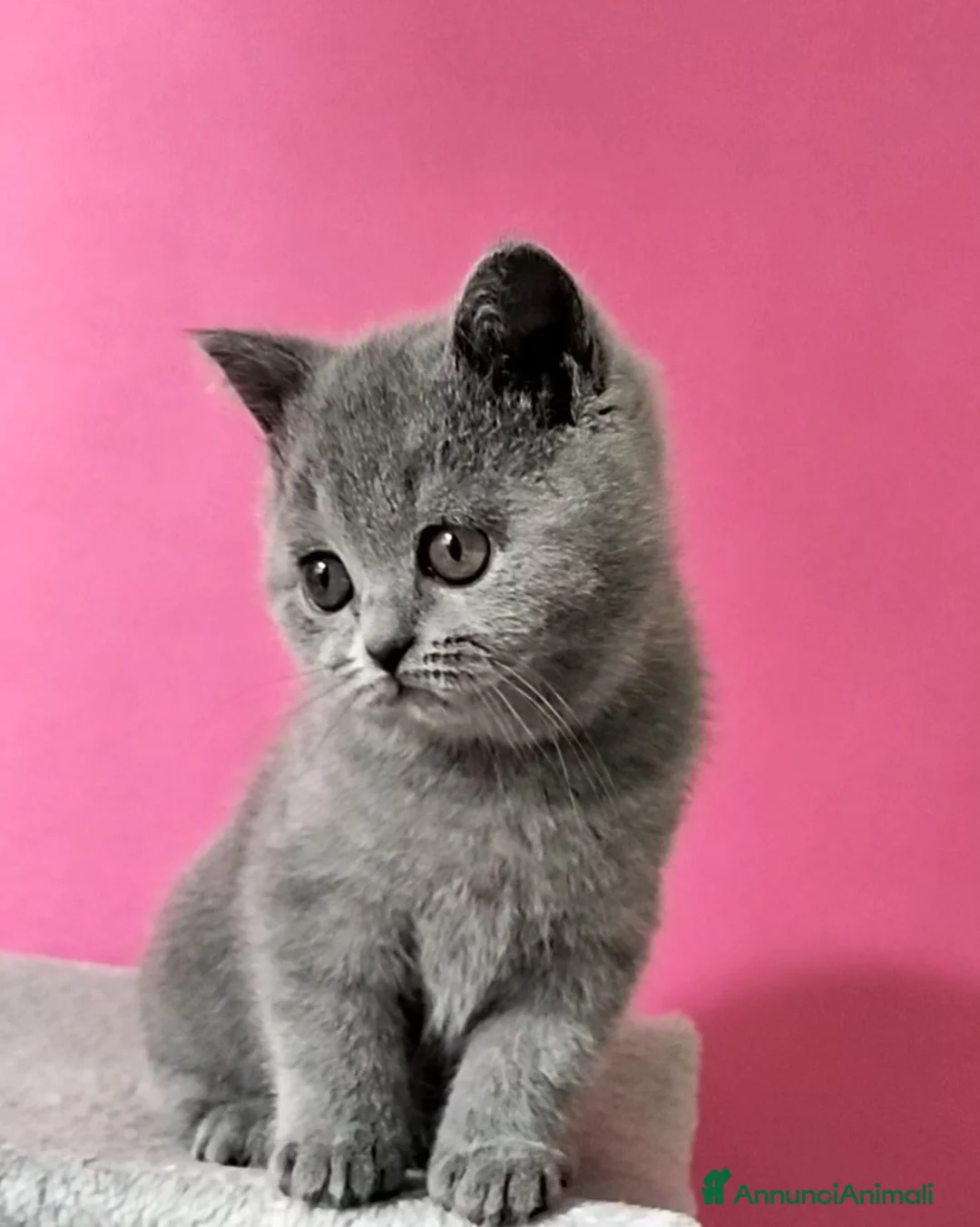British gatti in vendita: Cucciola British Shorthair  - Annuncio 1