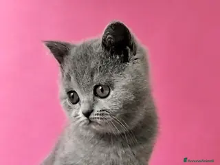 British gatti Cucciola British Shorthair - Annuncio 5