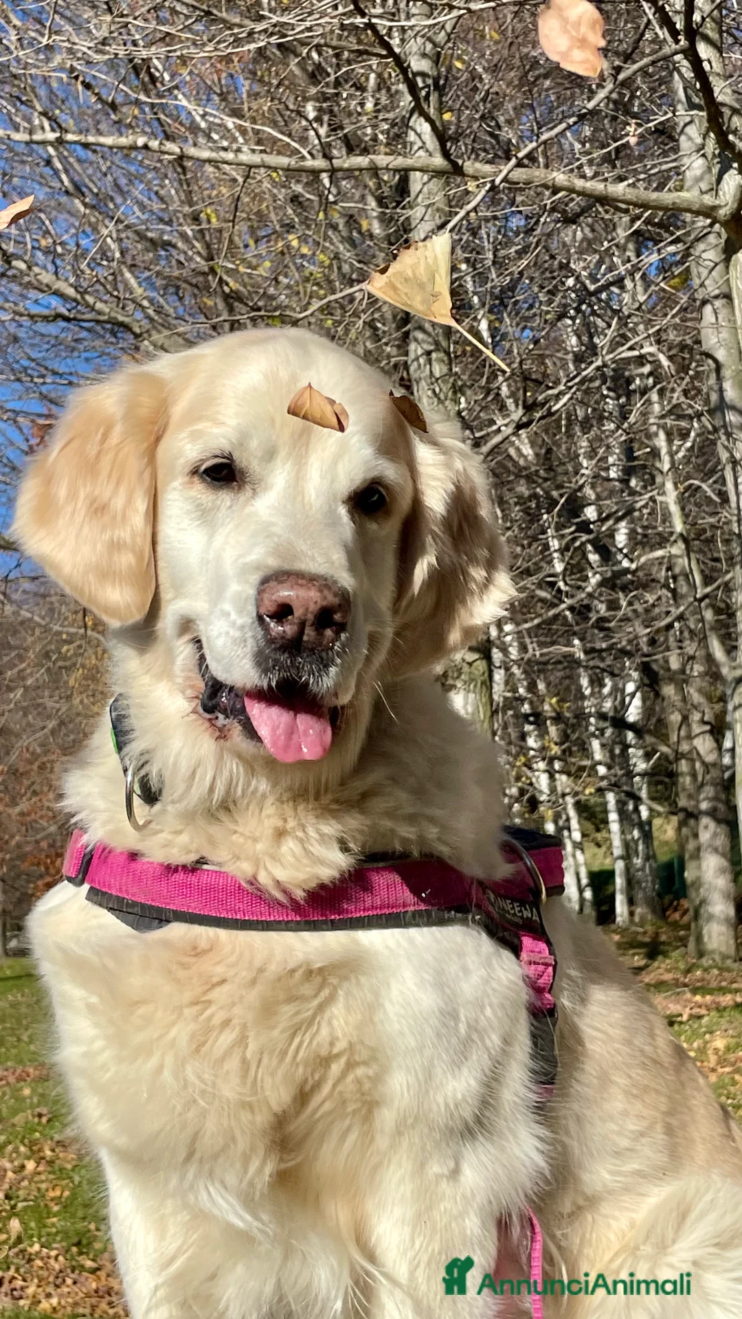 Immagine della galleria {{count}}