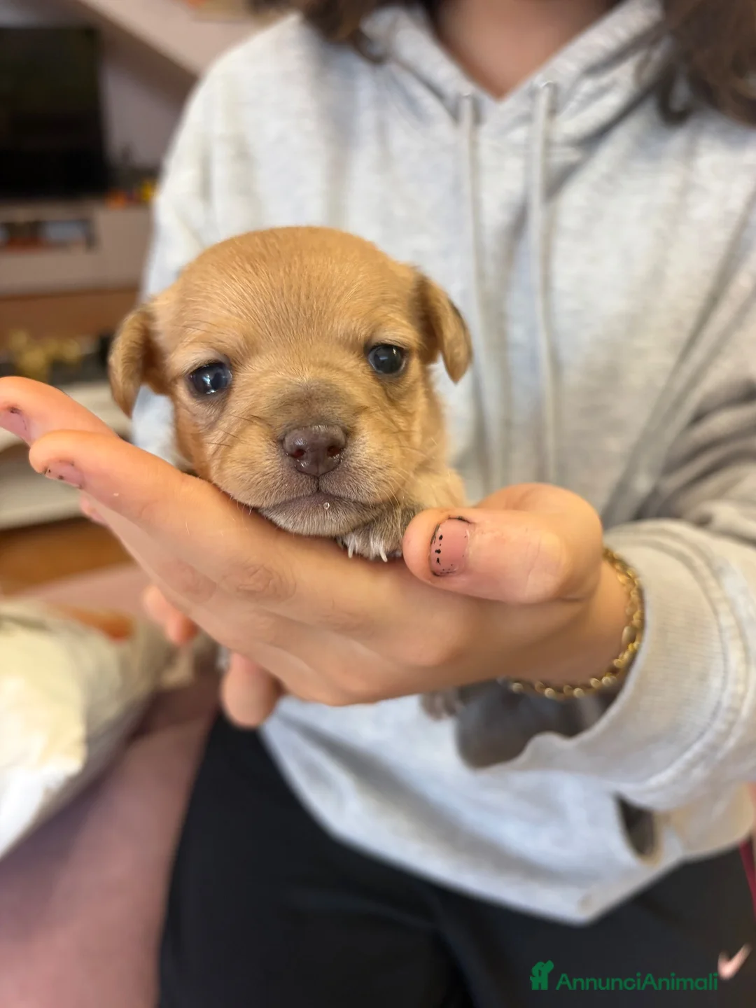 Meticcio cani in vendita: Cuccioli Pincher chihuahua  - Annuncio 2