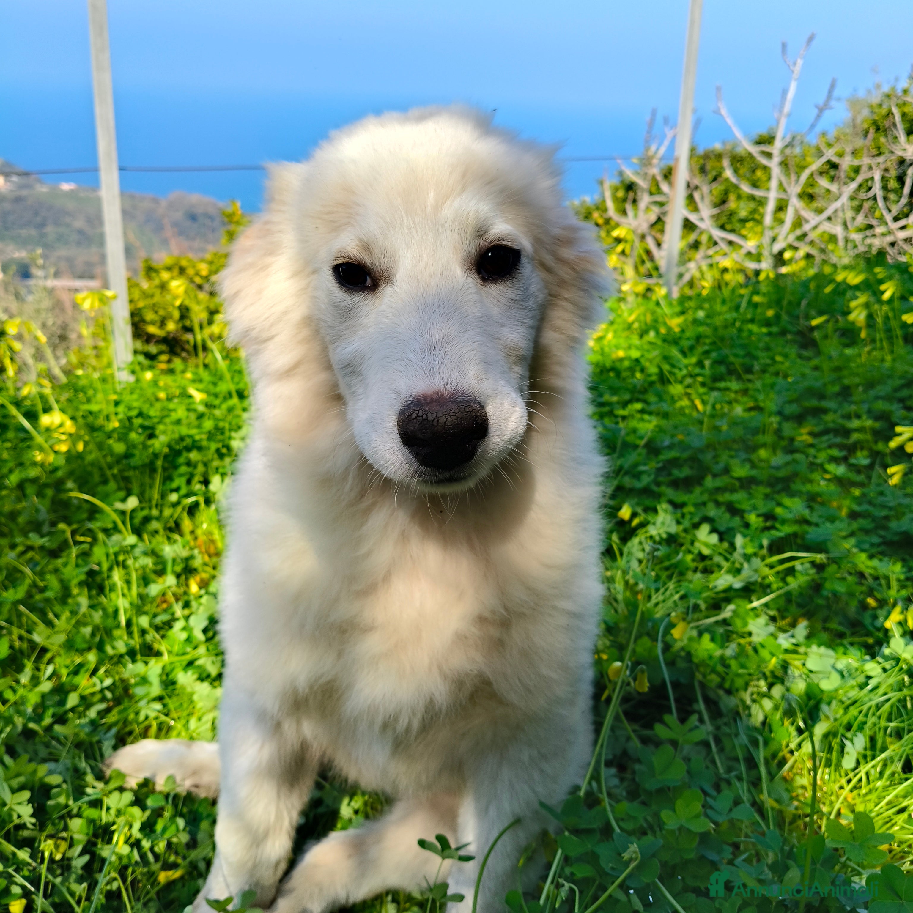 Meticcio cani Noa cerca casa 🏠 - Annuncio 23