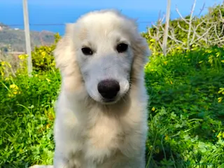 Meticcio cani Noa cerca casa 🏠 - Annuncio 23