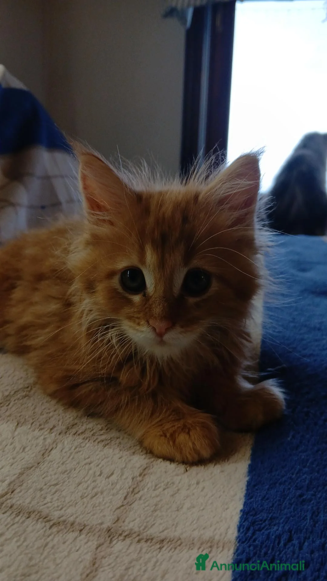 Maine Coon gatti in vendita: Cuccioli di maine coon - Annuncio 4