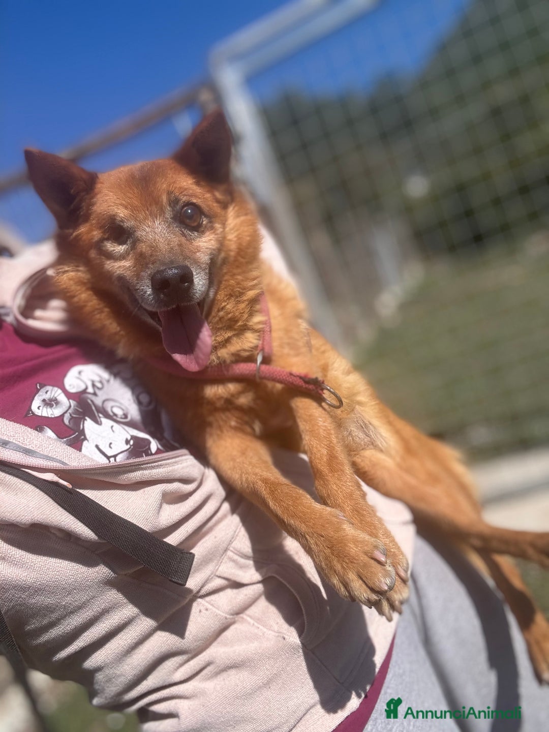 Meticcio cani in regalo: Nonnino cieco in canile, pesa solo 9kg - Annuncio 2