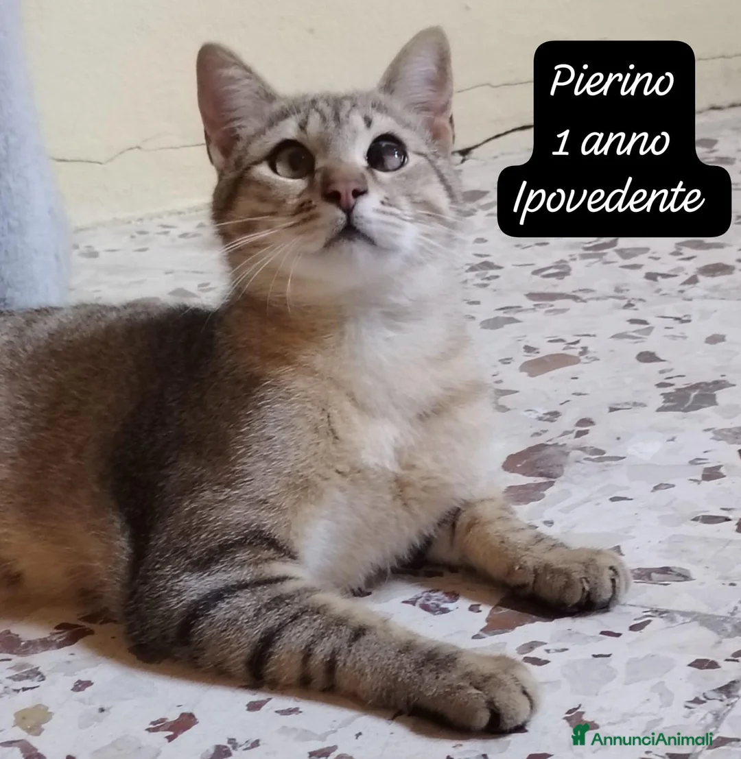 Altre razze gatti in regalo: S.o.s. gattini da salvare  a Città Metropolitana di Bologna - Annuncio 11